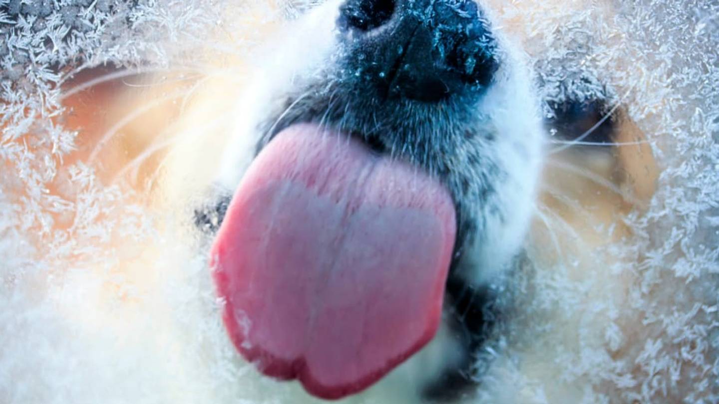 The Reason Why Dogs Like to Lick Glass