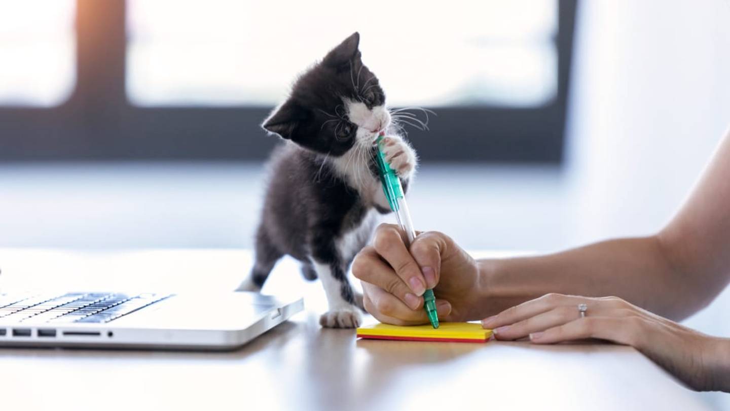 Why Cats Like to Chew on Plasticâand How to Stop Them