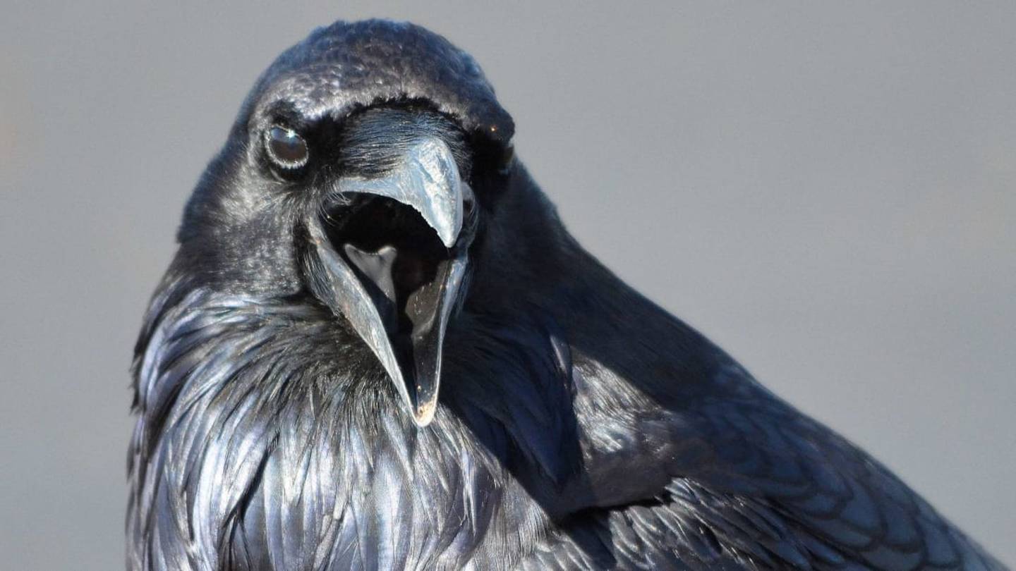 Beak Havoc: Ravens Keep Stealing Quality Meats From Costco Shoppers in Anchorage, Alaska