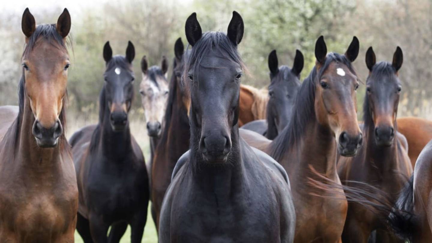 7 Fast Facts About Thoroughbred Horses