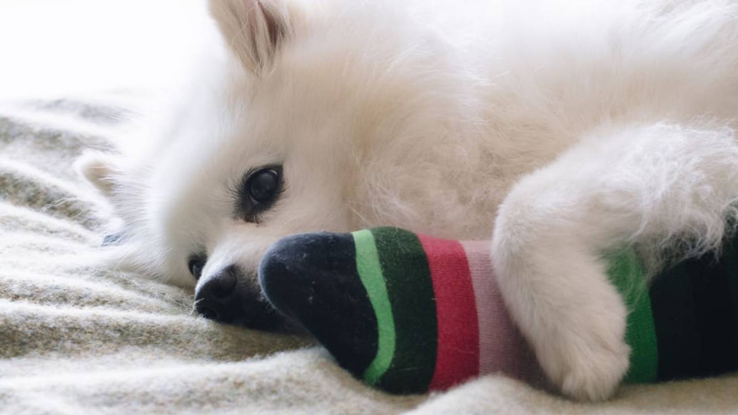 Got Some Old Socks? A Colorado Company Wants to Turn Them Into Cozy Dog Beds