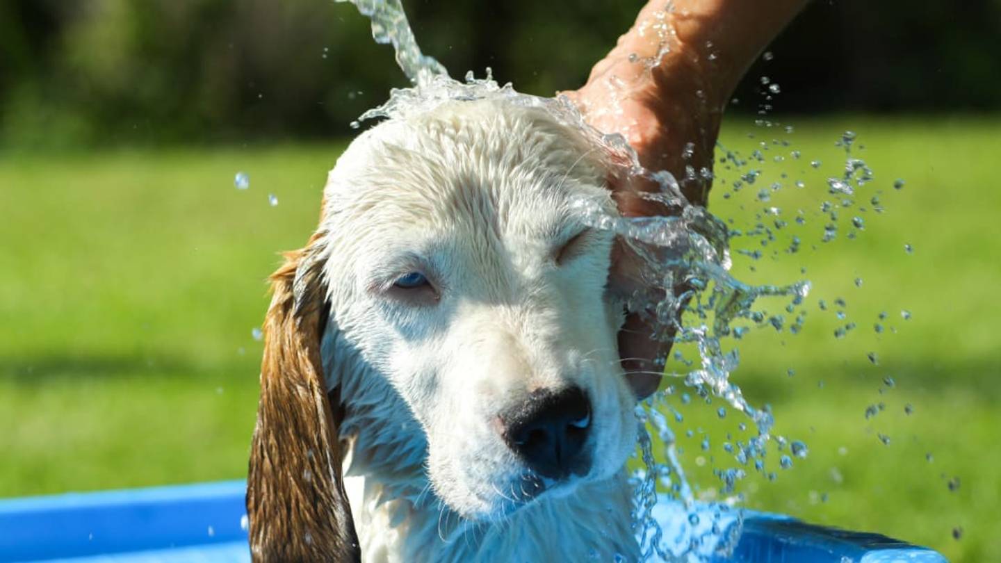 The Reason Why Dogs Go Wild After a Bath