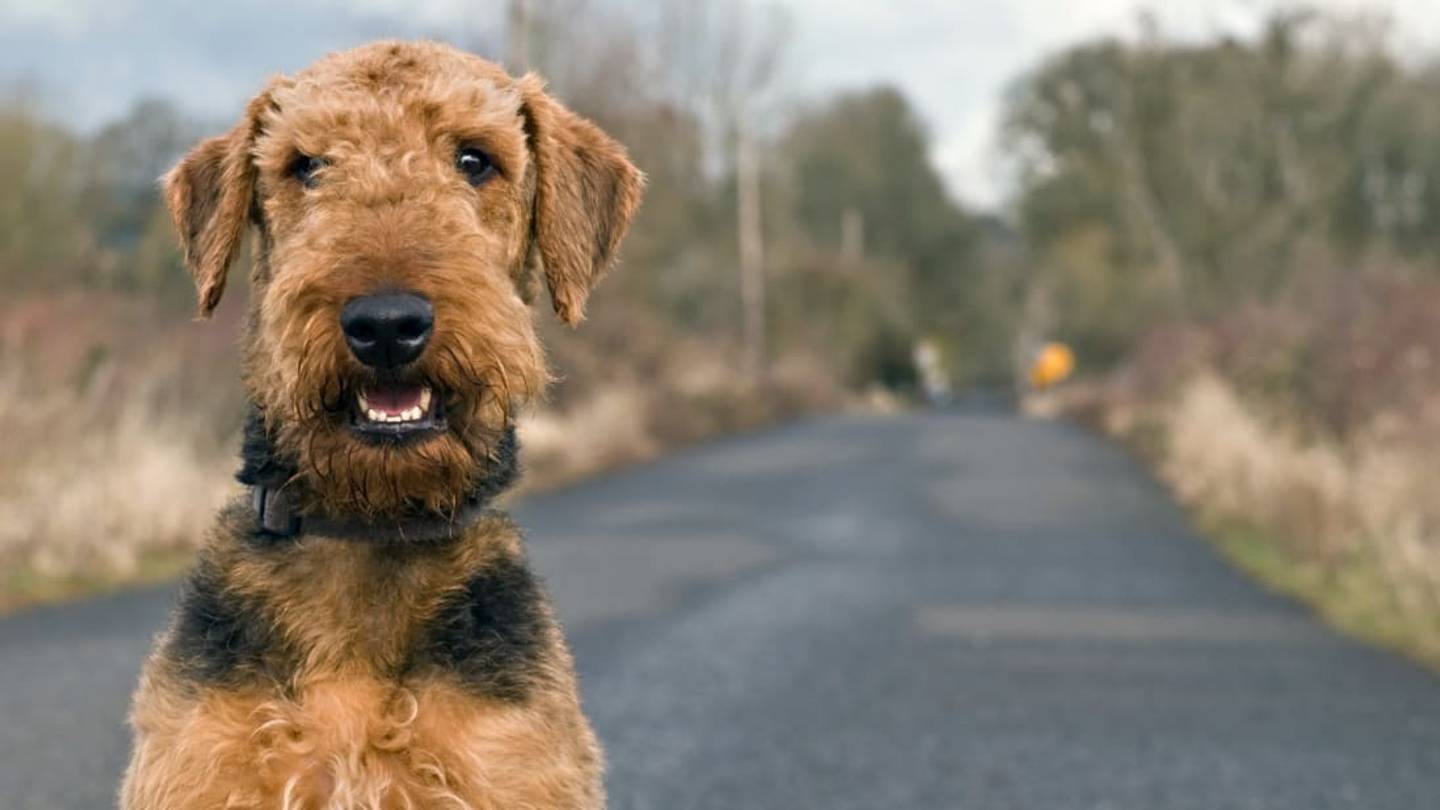 Paw and Order: Dormie, the Dog Who Went on Trial for Cat Murder
