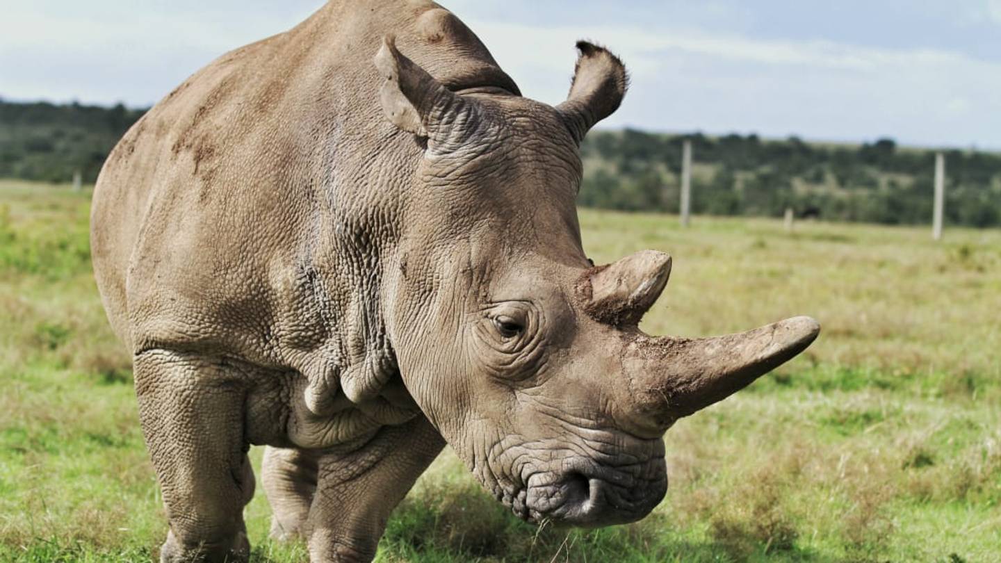 Transporting Rhinos Upside-Down Is 'Vital' to Their Conservation
