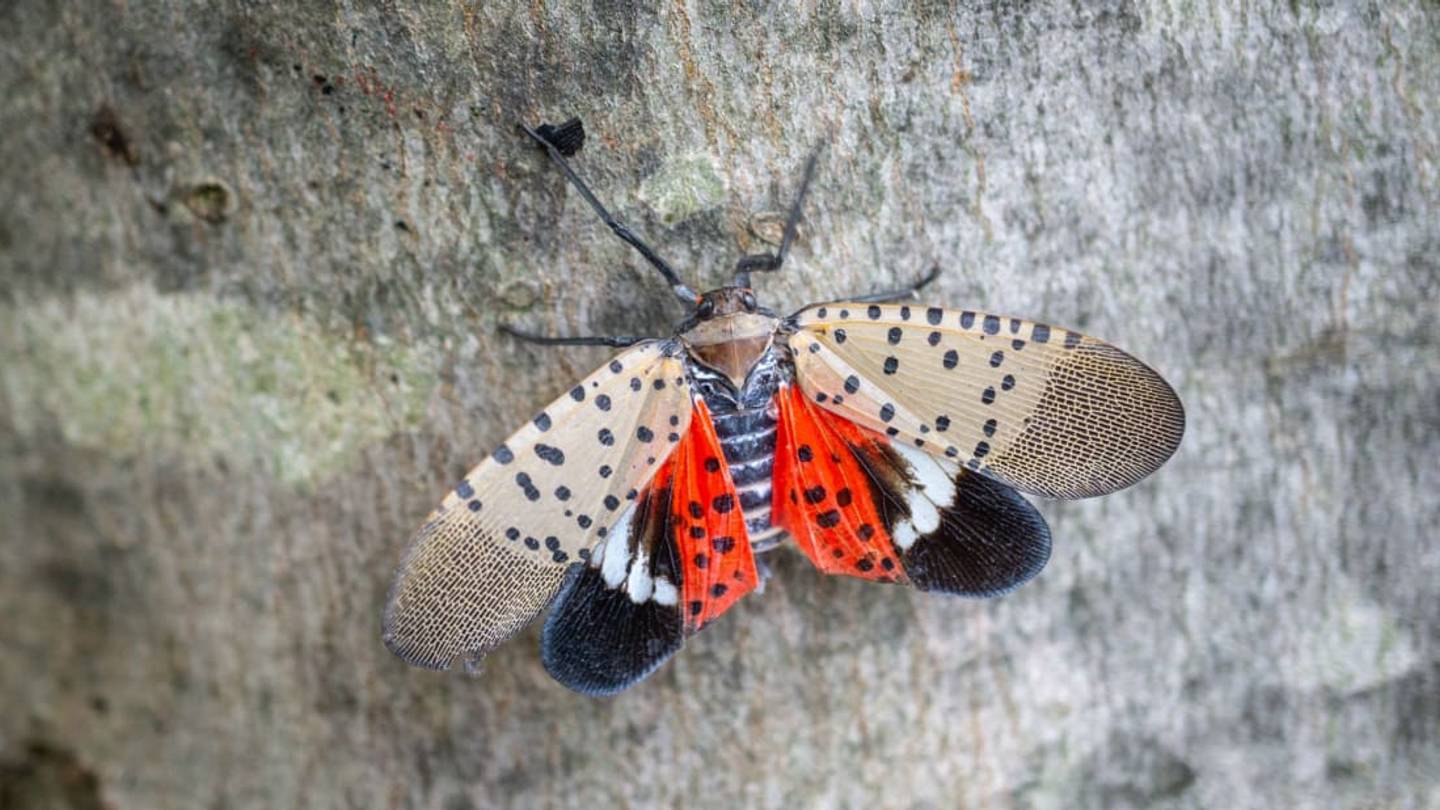 7 of the Most Destructive Invasive Insects