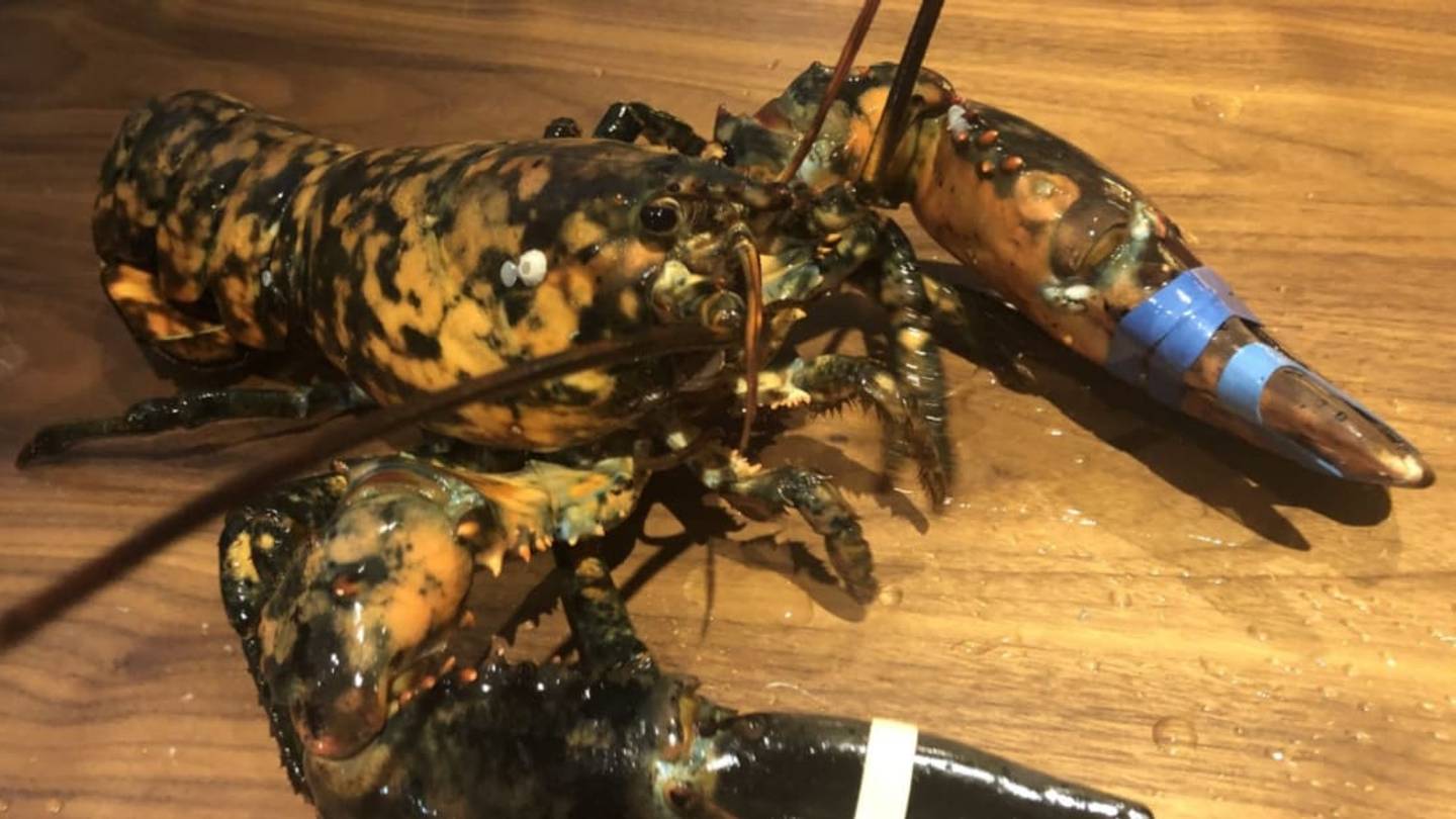 A Rare Calico Lobster Found Its Way to a Virginia Red Lobster