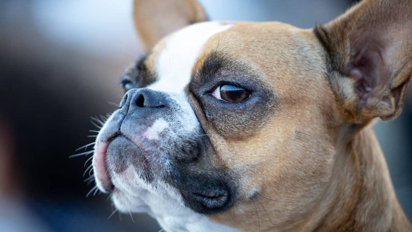 Why Do Some Dogs Have a Pocket in Their Ears?