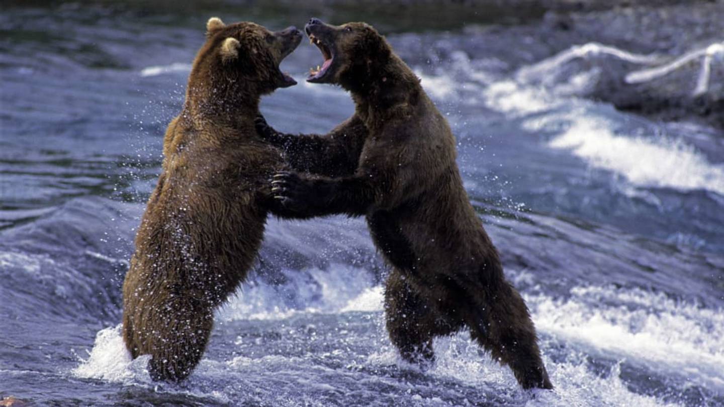 Could You Beat a Grizzly Bear in a Fight? Some People Think They Can