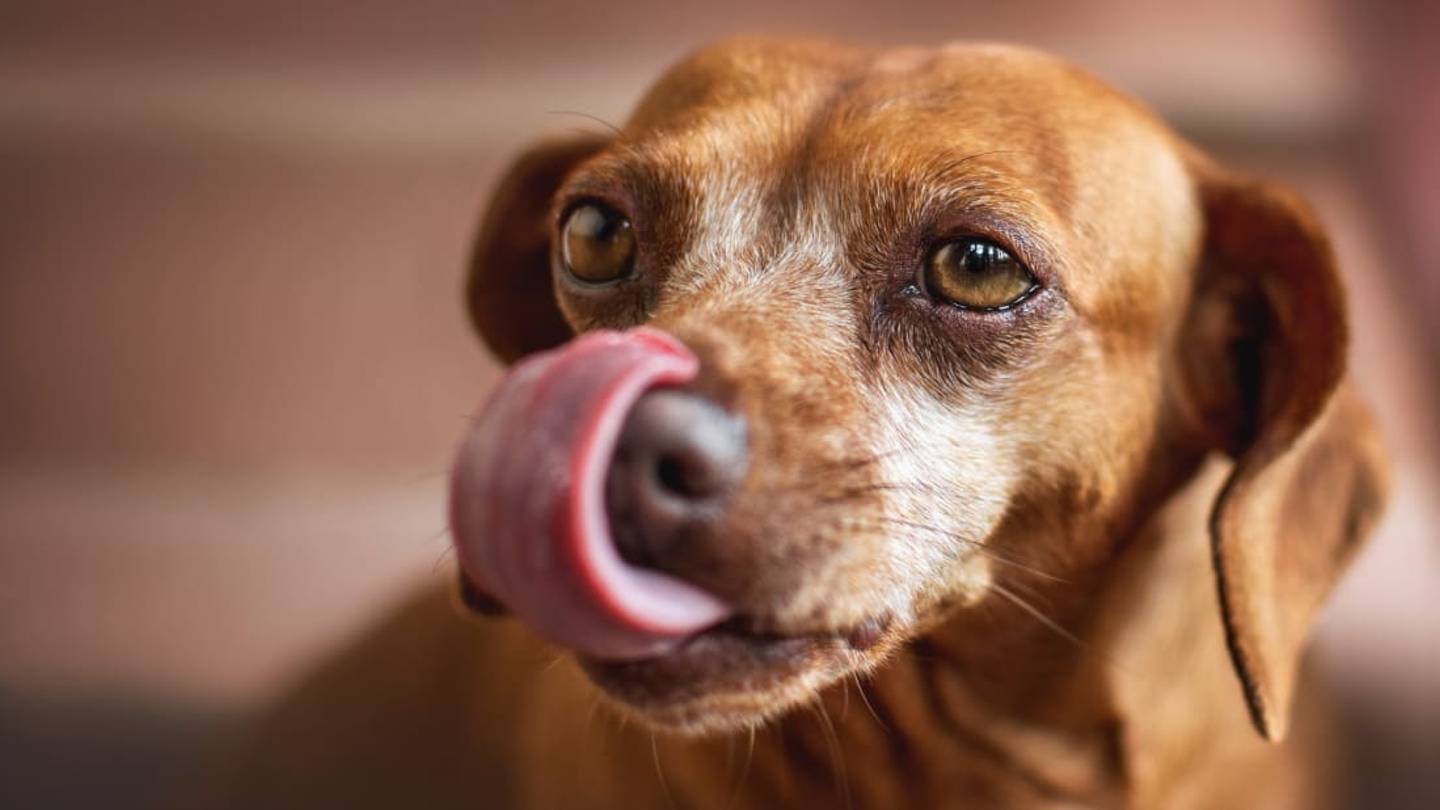 Dogs Everywhere Are Munching on Brood X CicadasâBut Are They Safe to Eat?