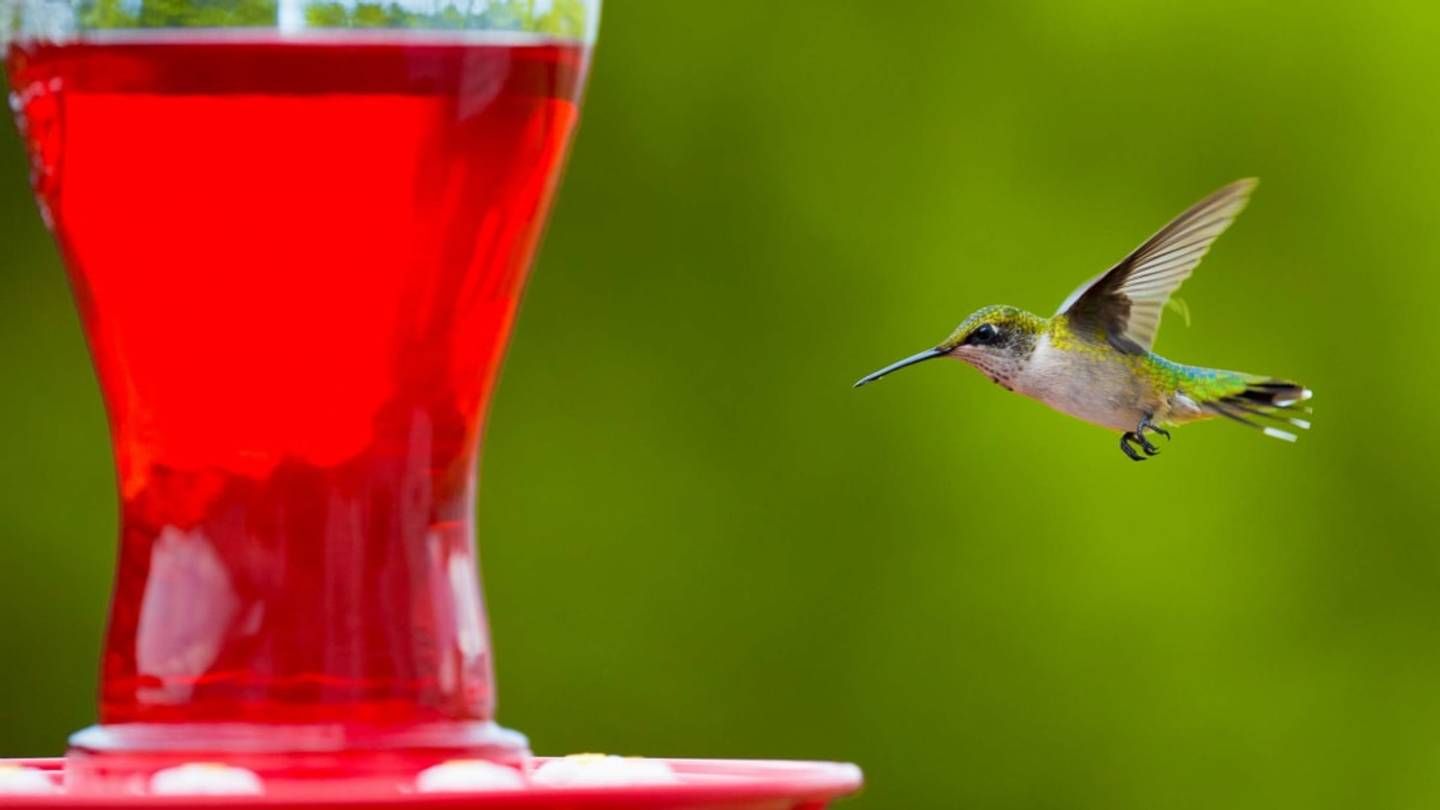 Watch MÃ©lanie Barboni, the Geologist Known as âThe Hummingbird Whisperer,â in Action