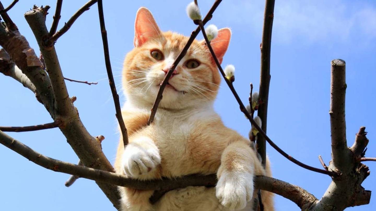 Do Firefighters Really Rescue Cats From Trees?