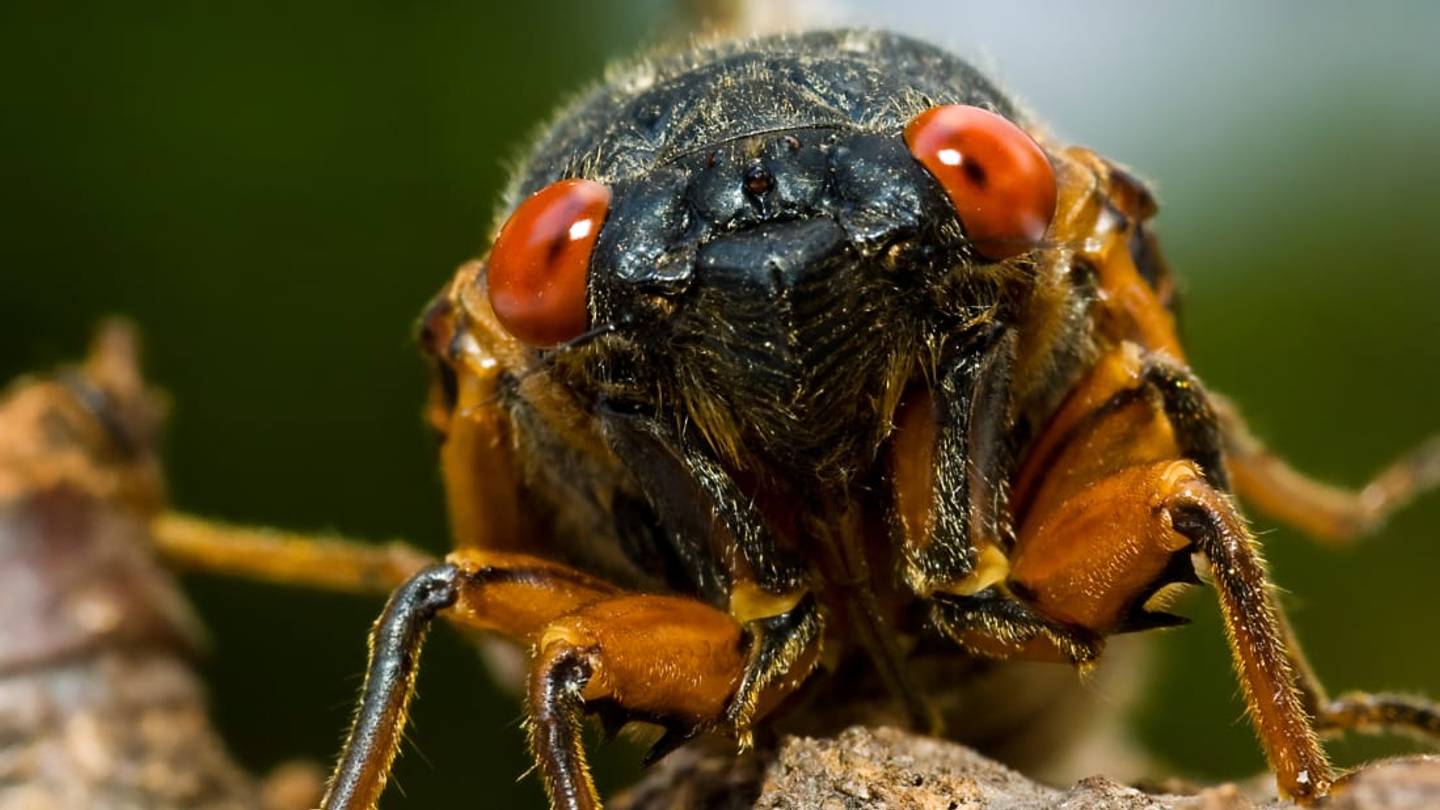 Brood X Cicadas Are Screaming About Sex in Georgia, and Cops Are Tired of Hearing About It