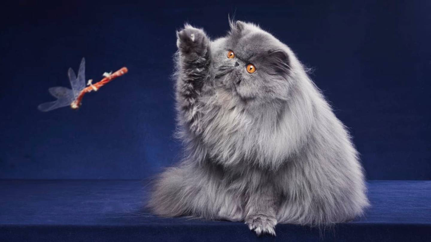 Why Do Cats Like to Slap and Swat at Things?