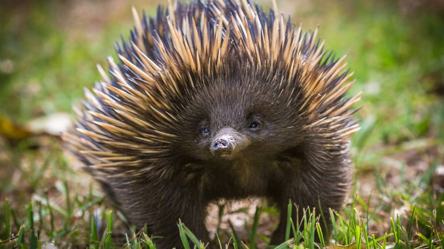 Scientists Are Unlocking the Mysteries of an Echidnaâs Fancy, Four-Headed Penis