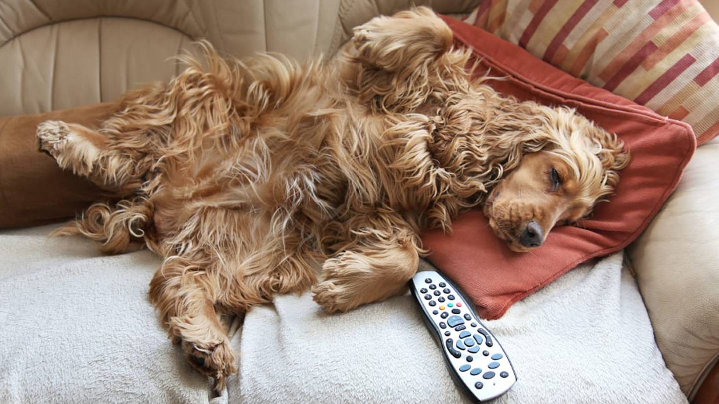 Why Do Dogs Steal Your Spot on the Couch as Soon as You Get Up?