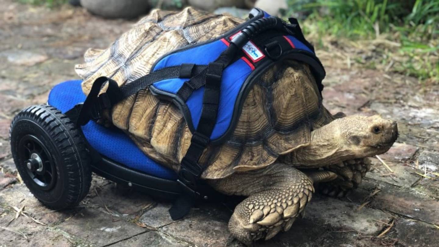 A 70-Pound Sulcata Tortoise With a Rare Disease Can Now Walk Thanks to a Wheelchair