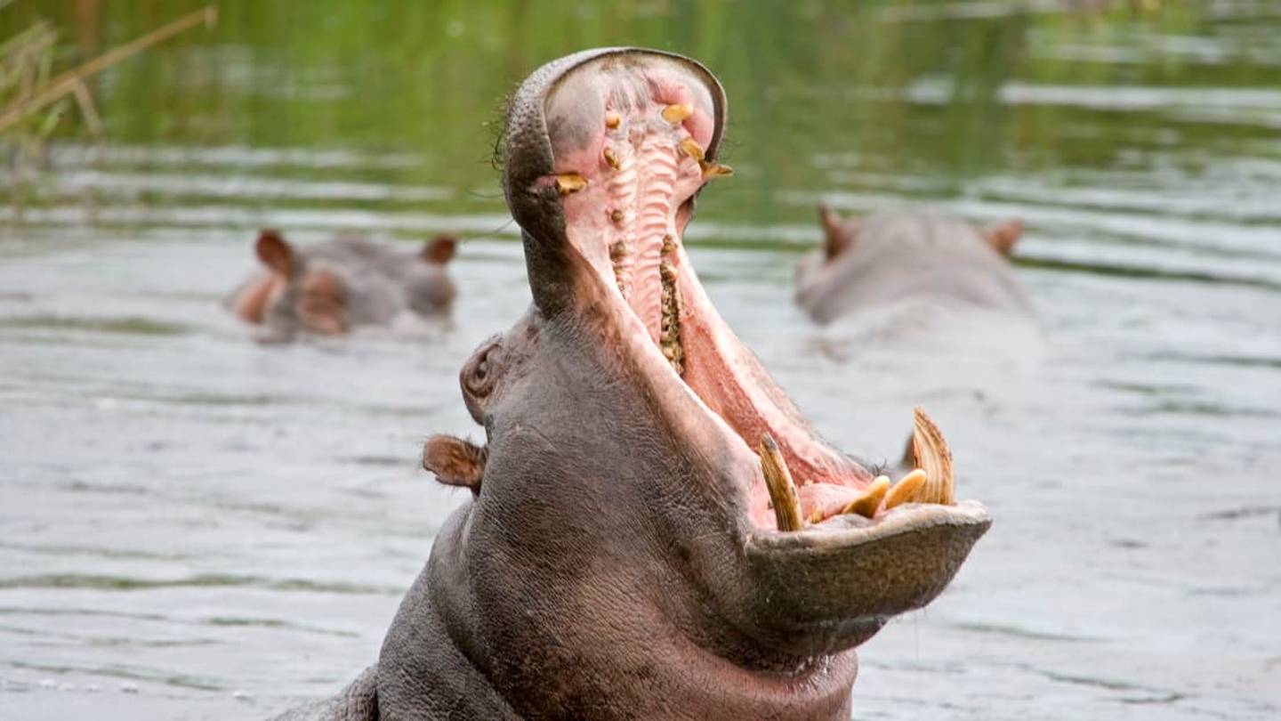 11 Hefty Facts About Hippos