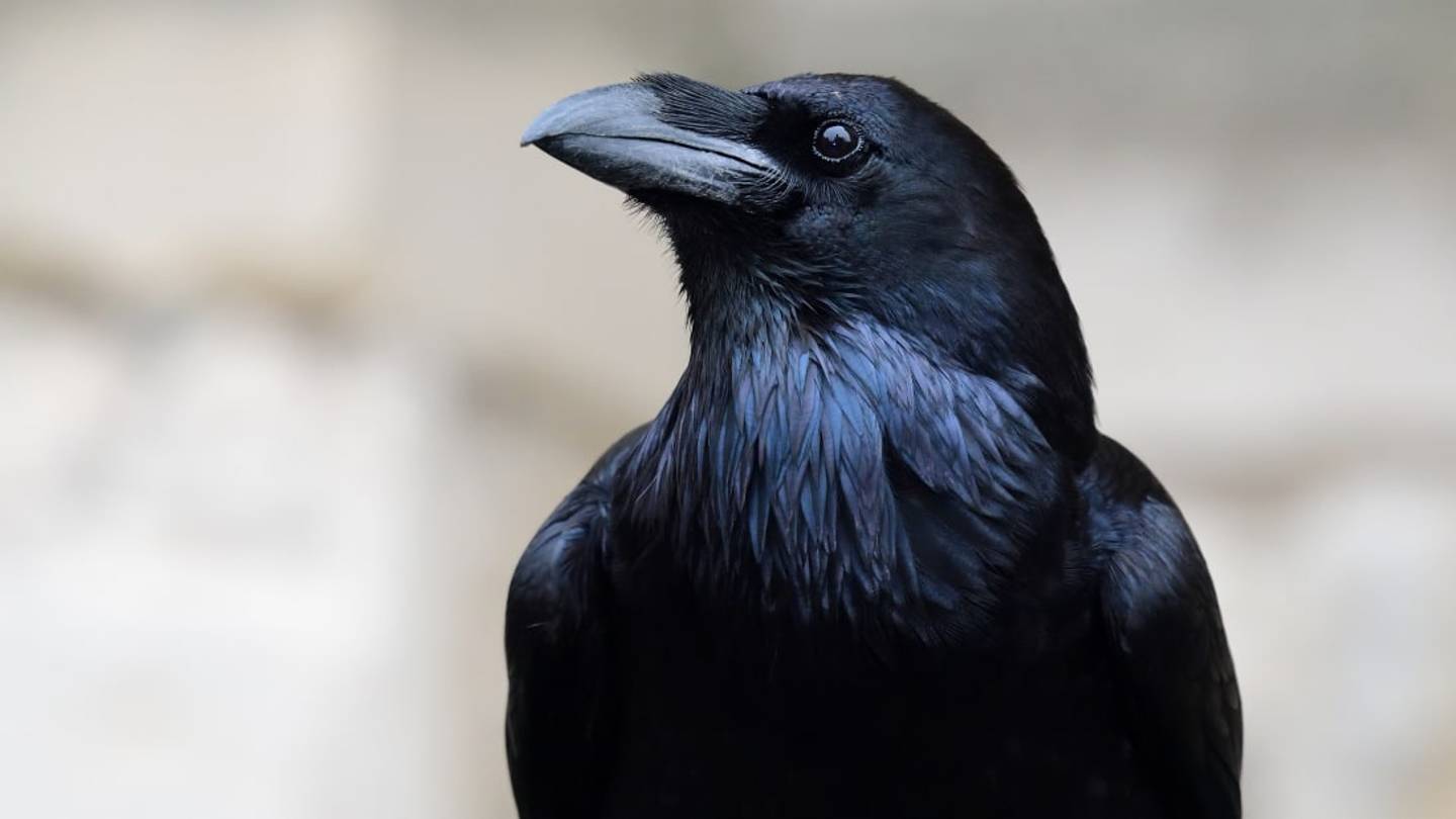 Crow vs. Raven: Whatâs the Difference?