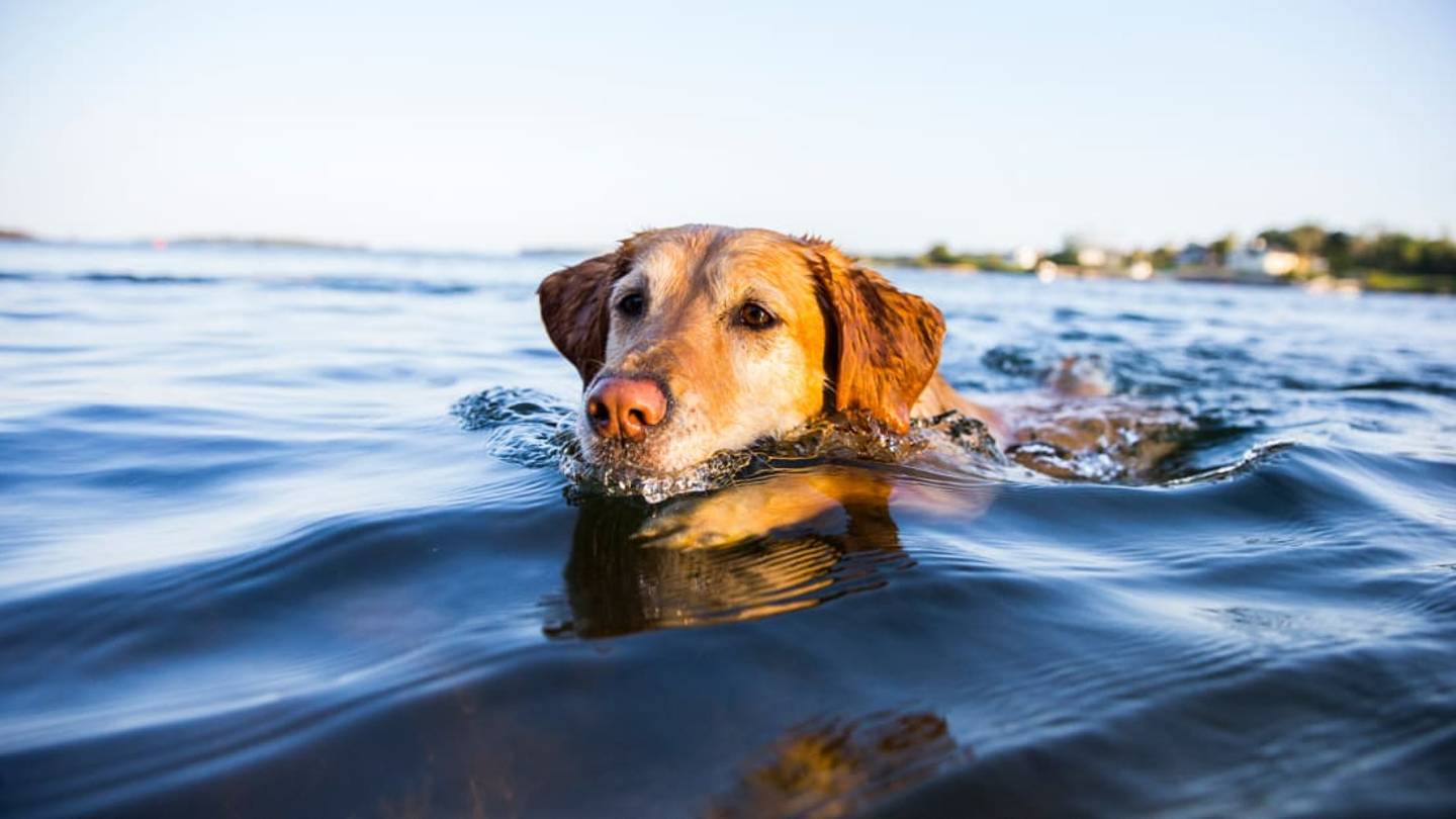 Are Dogs Born Knowing How to Swim?