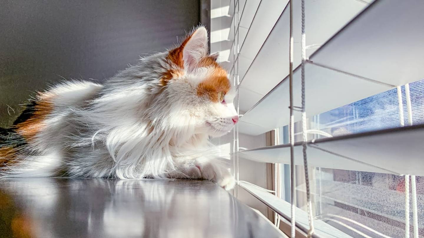 How Hot Is Too Hot for Cats?