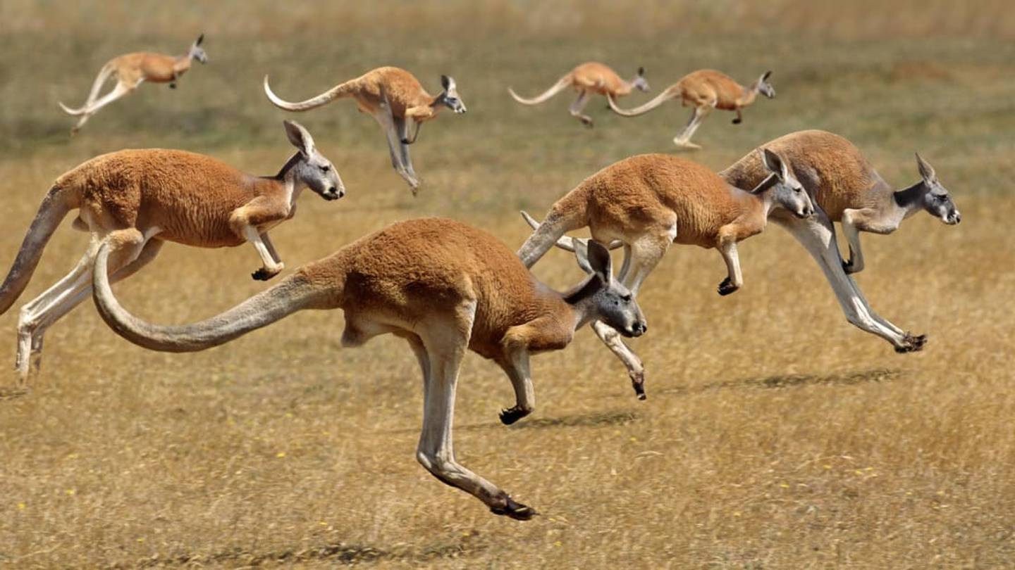 9 Amazing Facts About Kangaroos