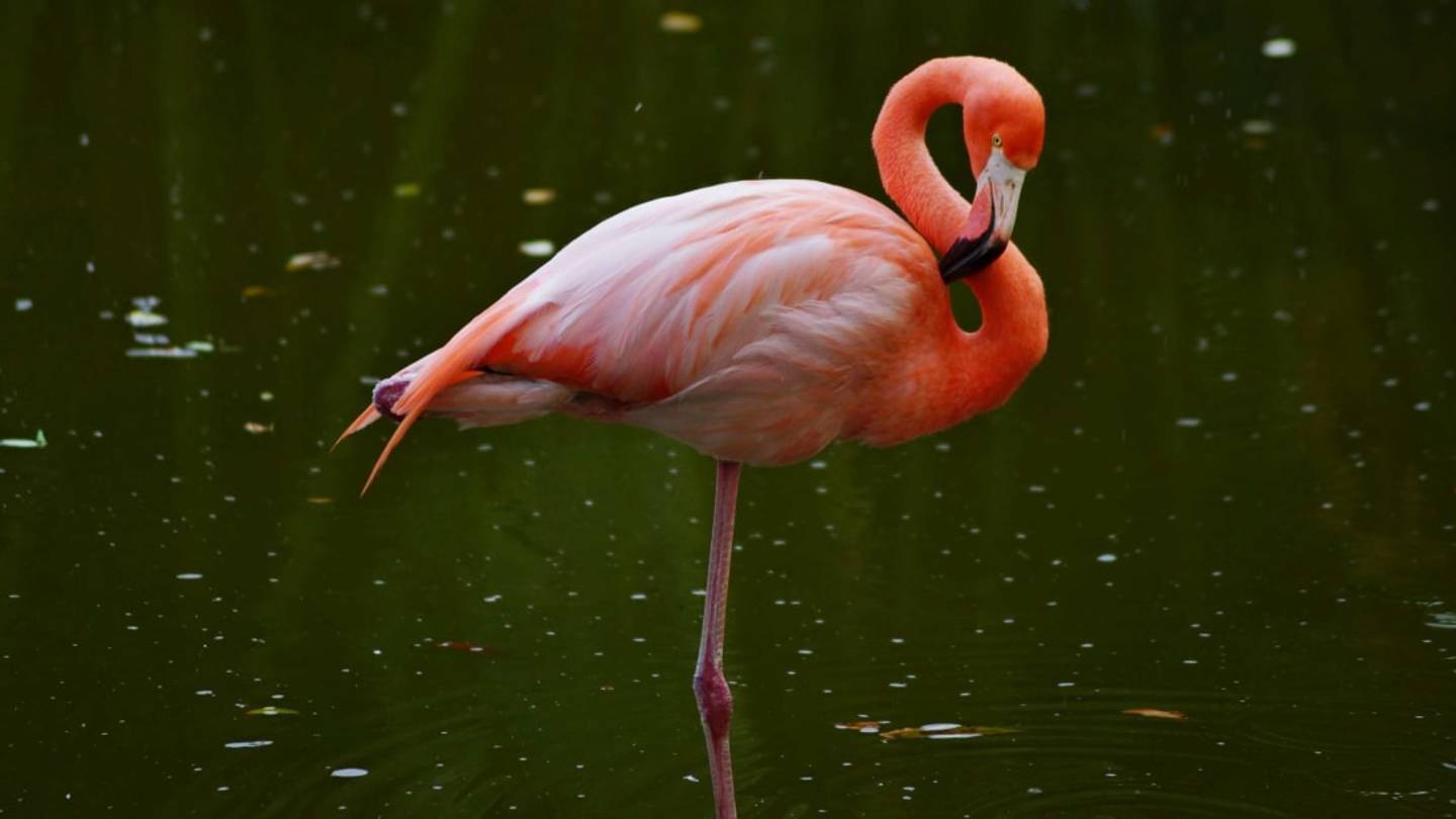Why Do Flamingos Stand on One Leg?