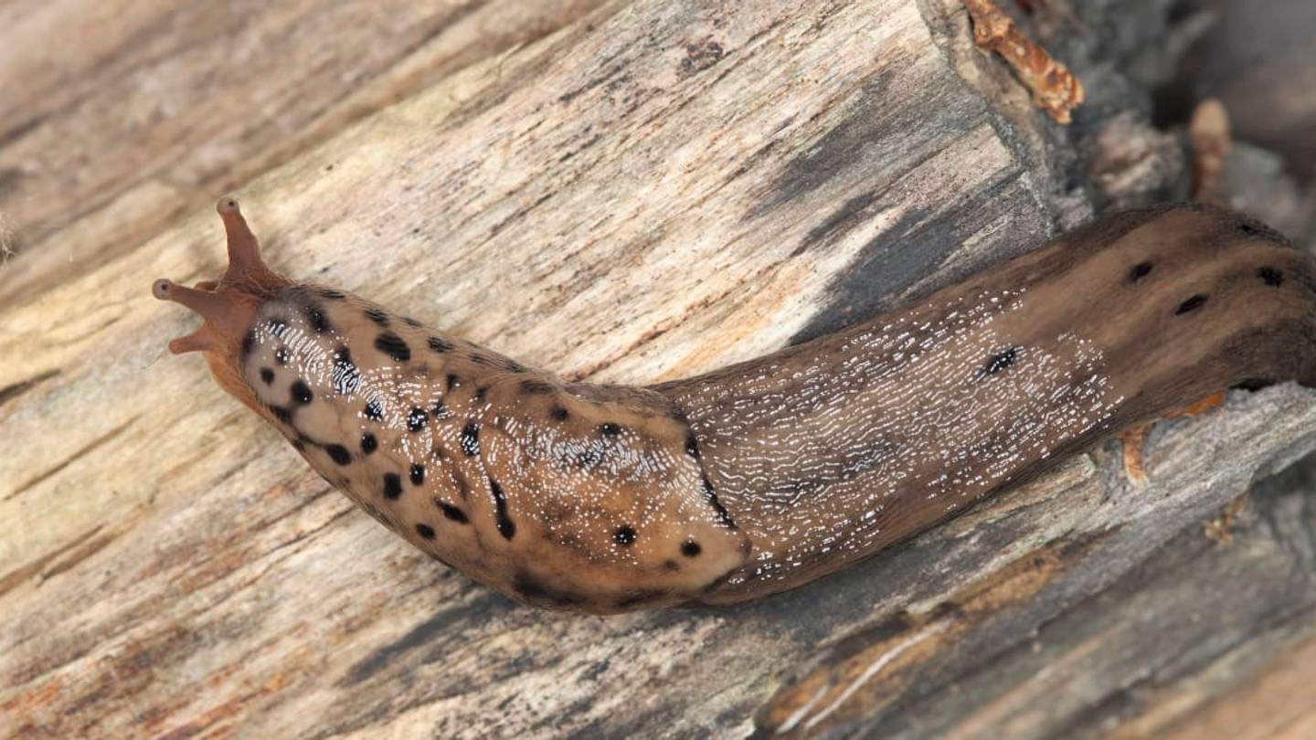 10 Truly Bizarre Animal Penises