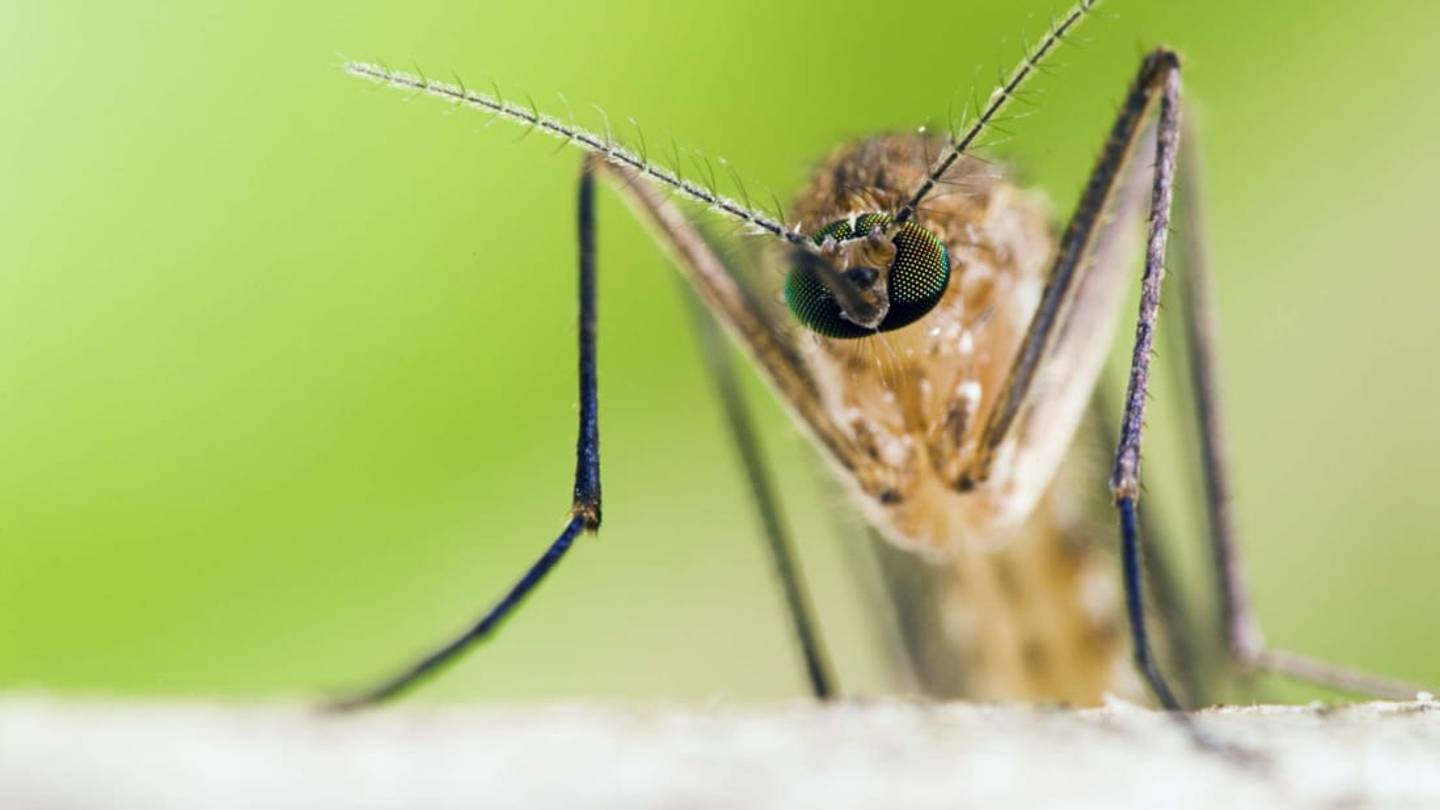 Funnel of Love: Mosquitoes Looking for Mates Formed âMosquito Tornadoesâ in Siberia