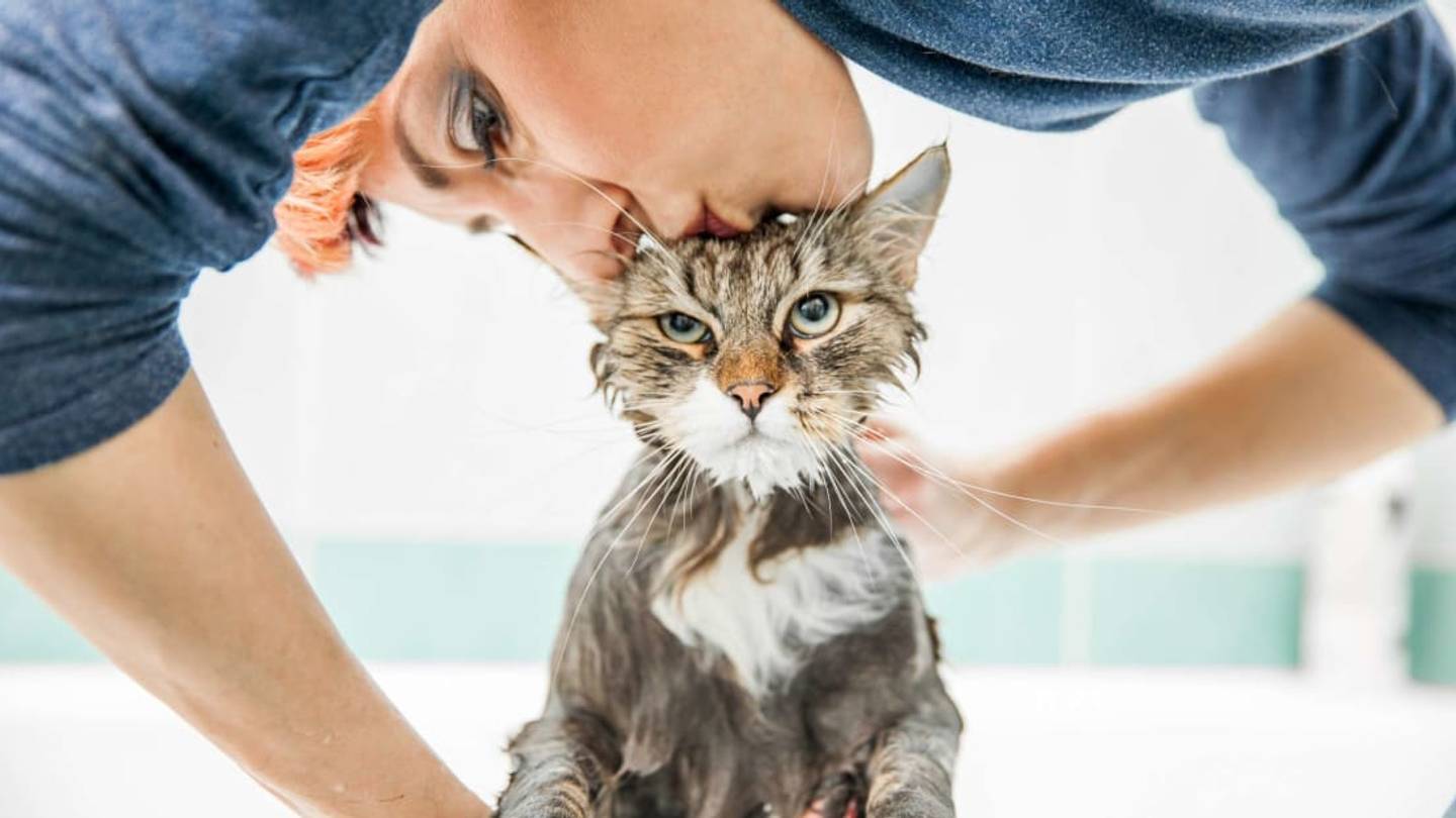 Want to Know What Kind of Mood Your Cat Is In? Thereâs an AI App for That