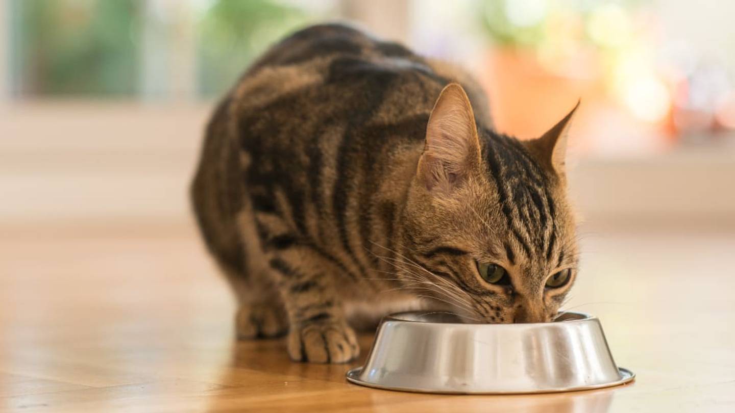 Breaking News: Cats Don't Want to Work for Their Food