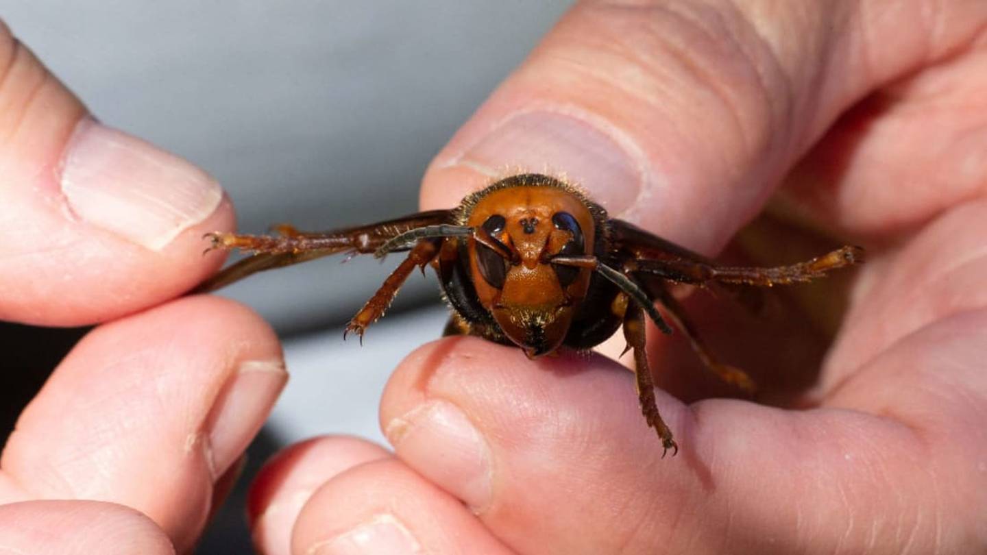 The Murder Hornets Are BackâConsider Yourself Warned