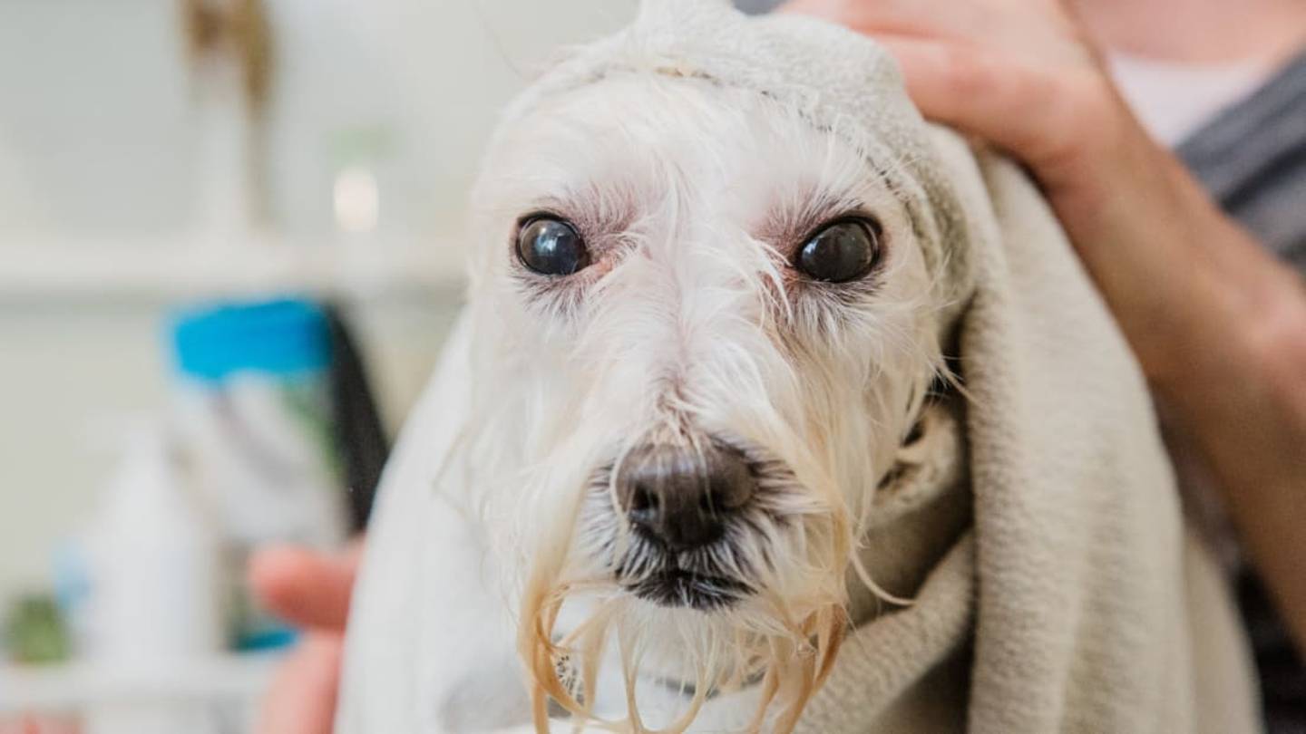 Woof: Why Wet Dog Smell Is a Thingâand How to Prevent It