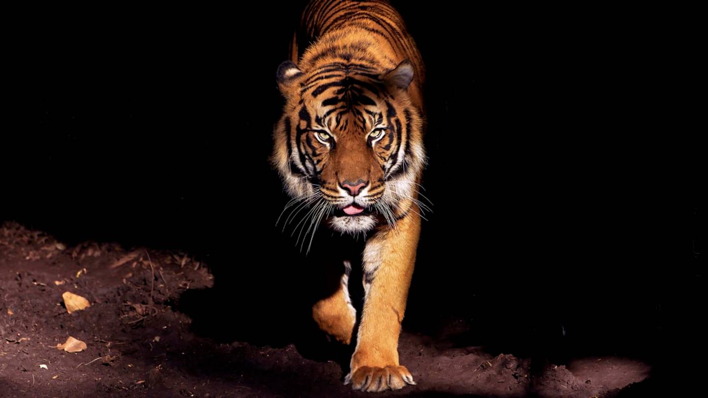 11 Fierce Facts About Tigers