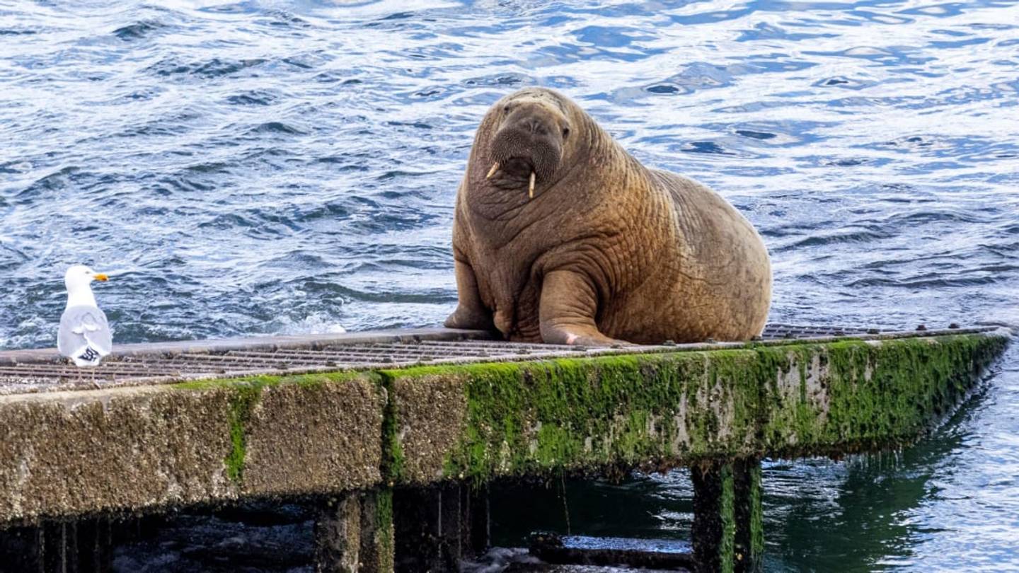 A Walrus Named Wally Is Adorably Terrorizing Ireland