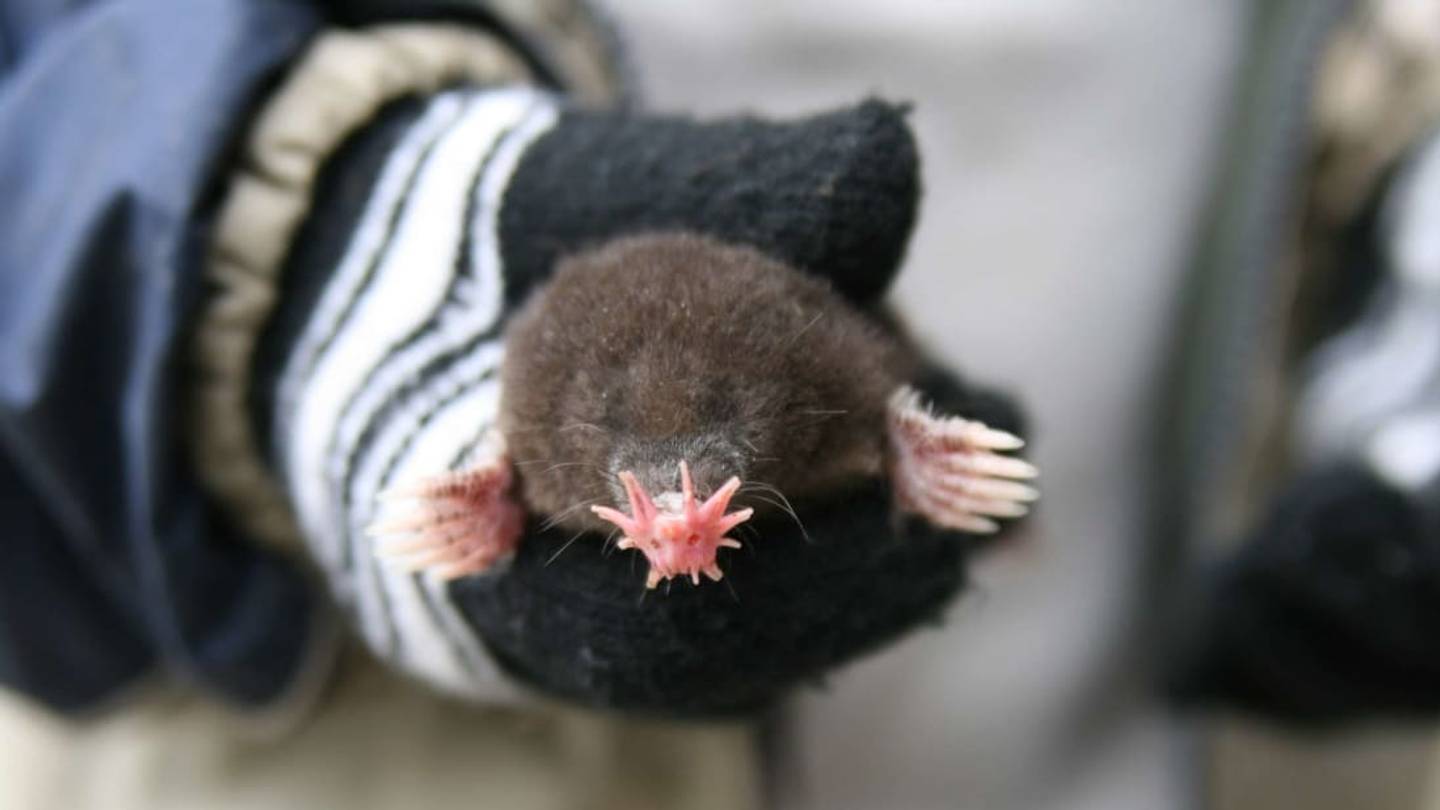 6 Beautifully Ugly Animals