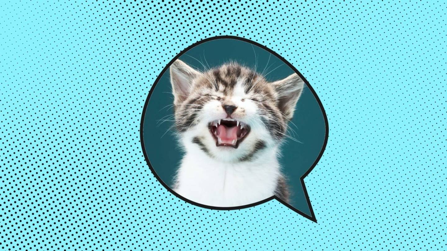 10 International Idioms About Cats