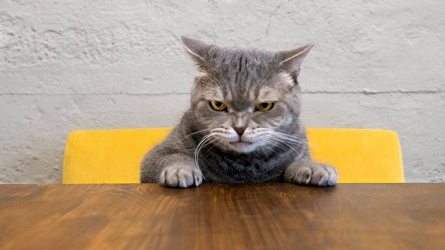 How Long Do Cats Live?