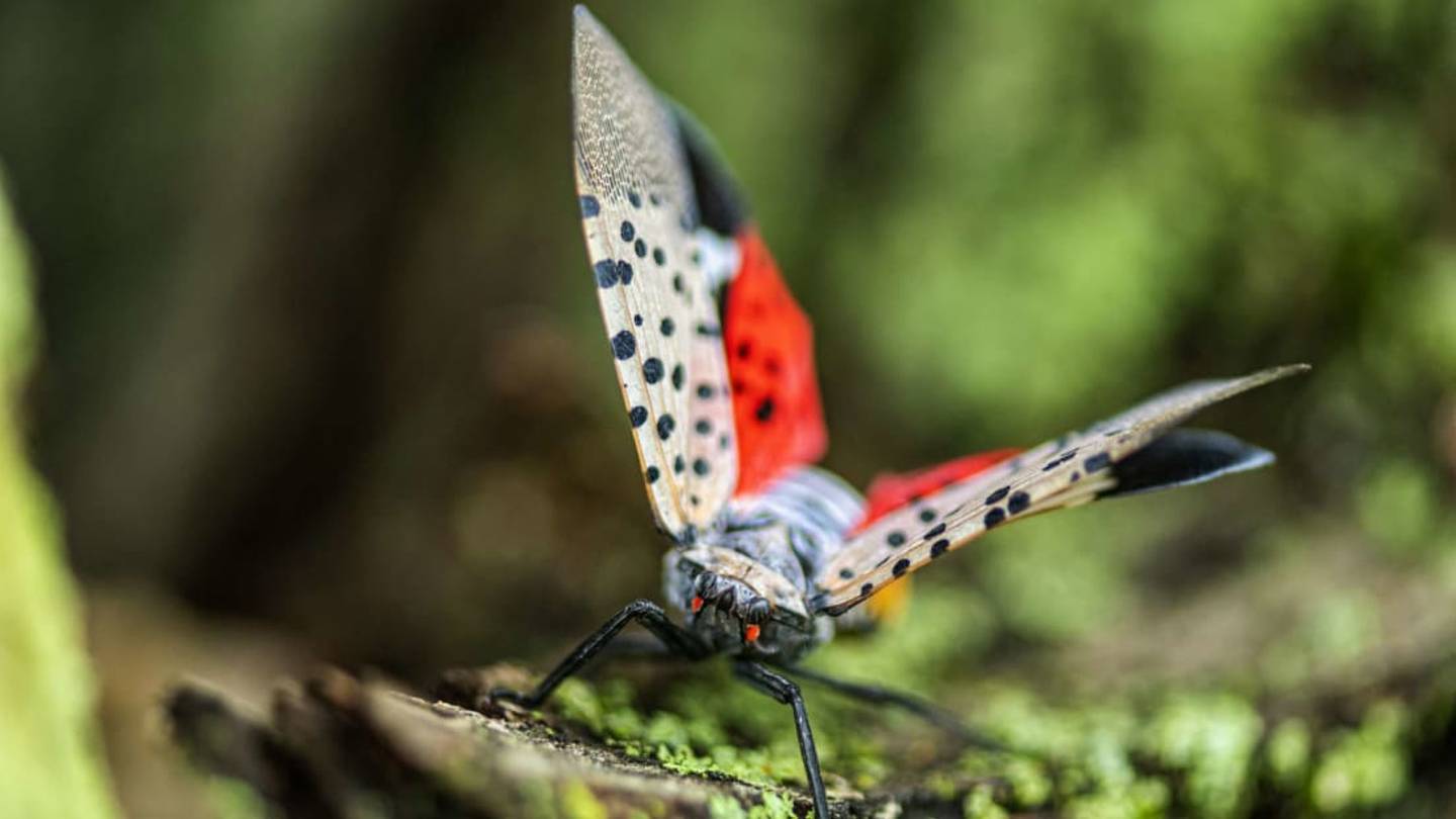 If You See a Spotted Lanternfly, Officials Say âKill It! Squash it, Smash it â¦ Just Get Rid Of It!â