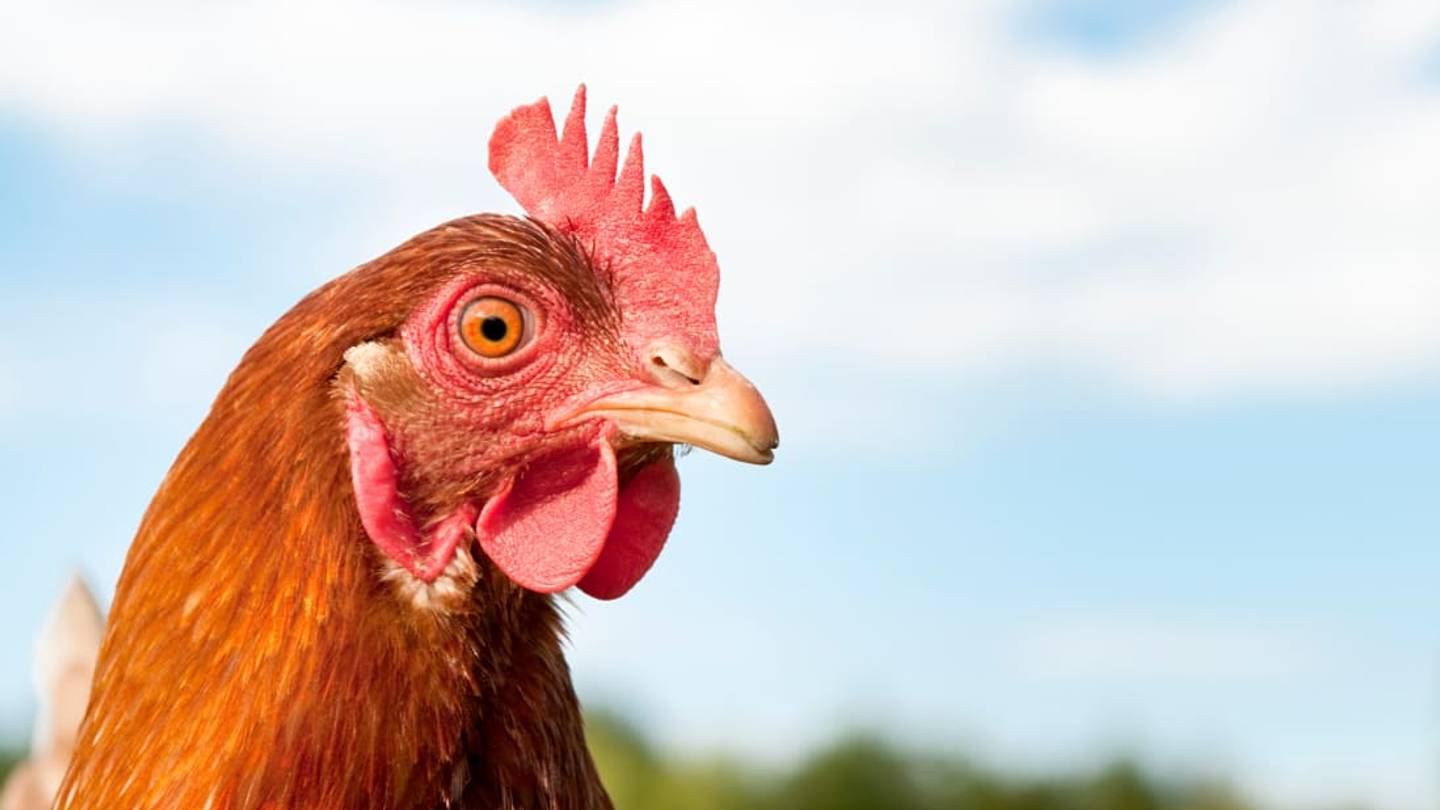 This New Zealand School Is Using a Chicken as a Traffic Officer