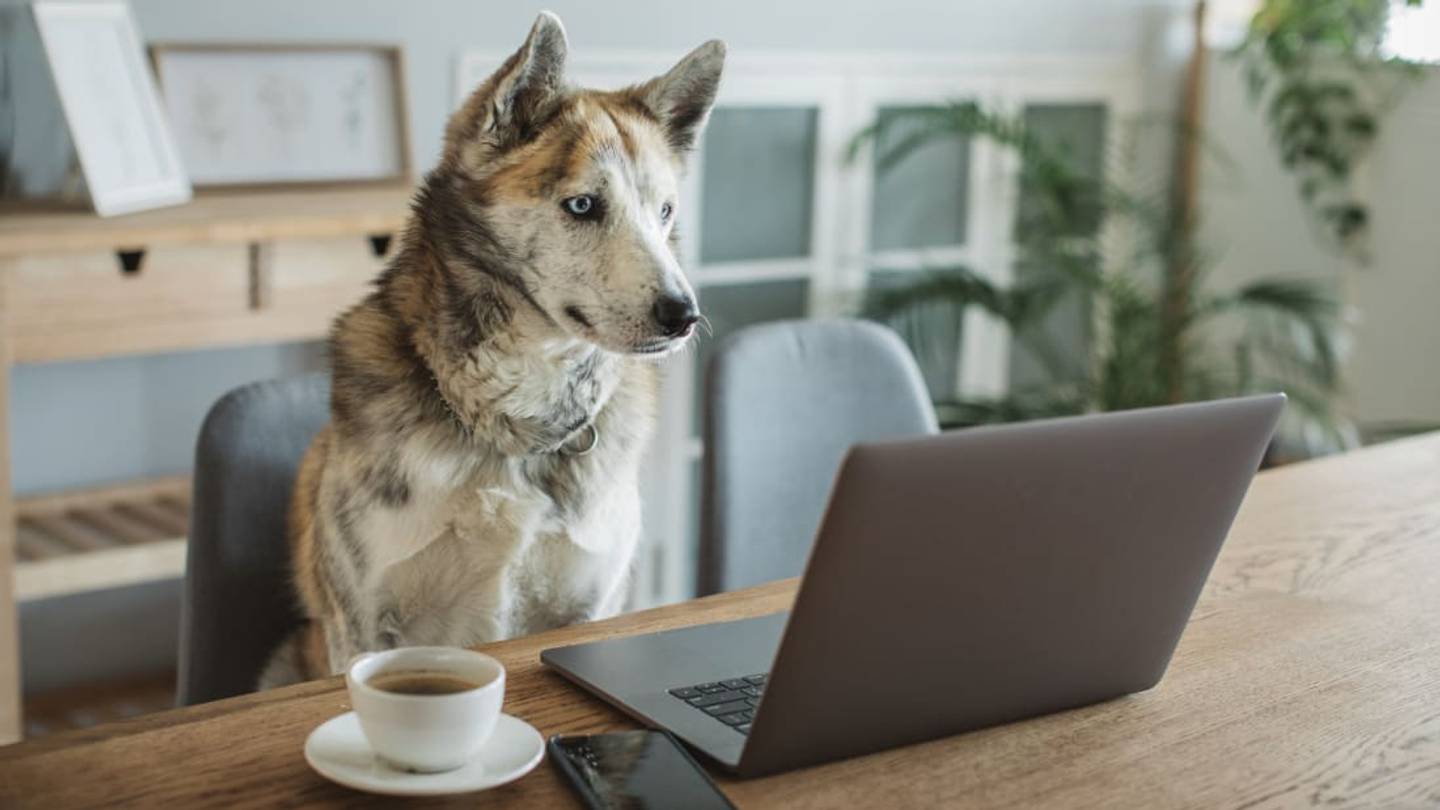 Why Your Dog Should Never Drink Coffee