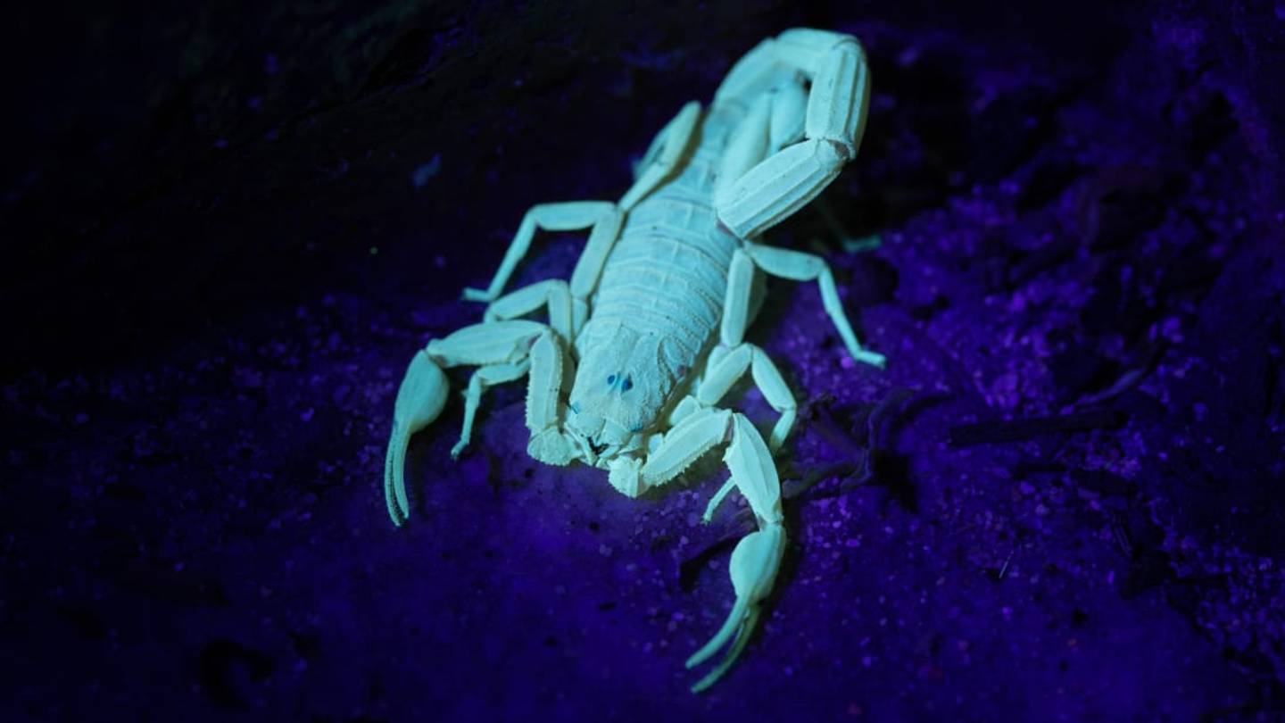 Why Do Scorpions Glow Under UV Light? One Scientist Has Some Theories