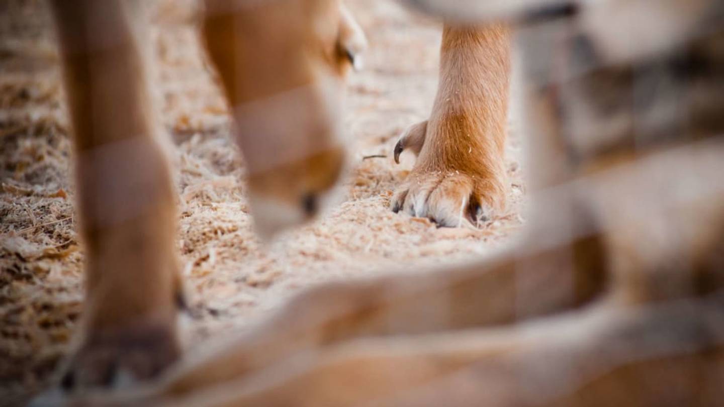 Why Do Dogs Have Dewclaws?