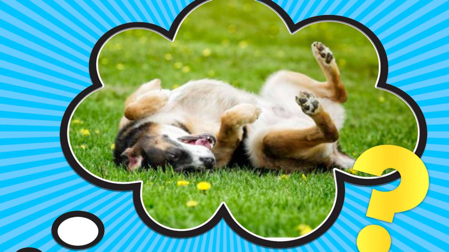The Real Reason Your Dog Likes to Roll Around in the Grass