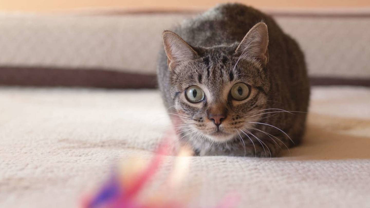 Why Do Cats Wiggle Their Butts Before They Pounce?