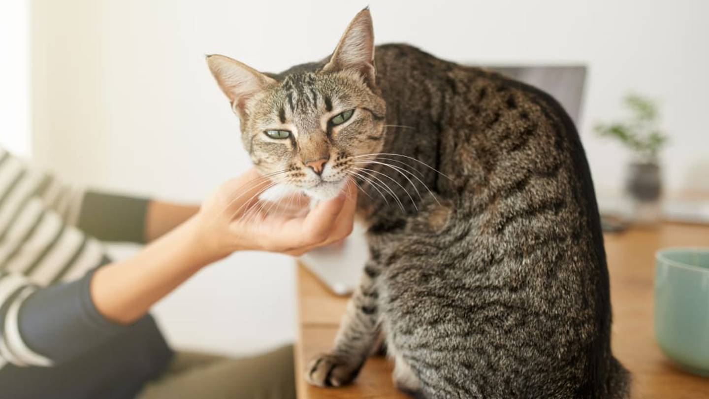 Your Cat Kind of Hates That You're Working From Home Now