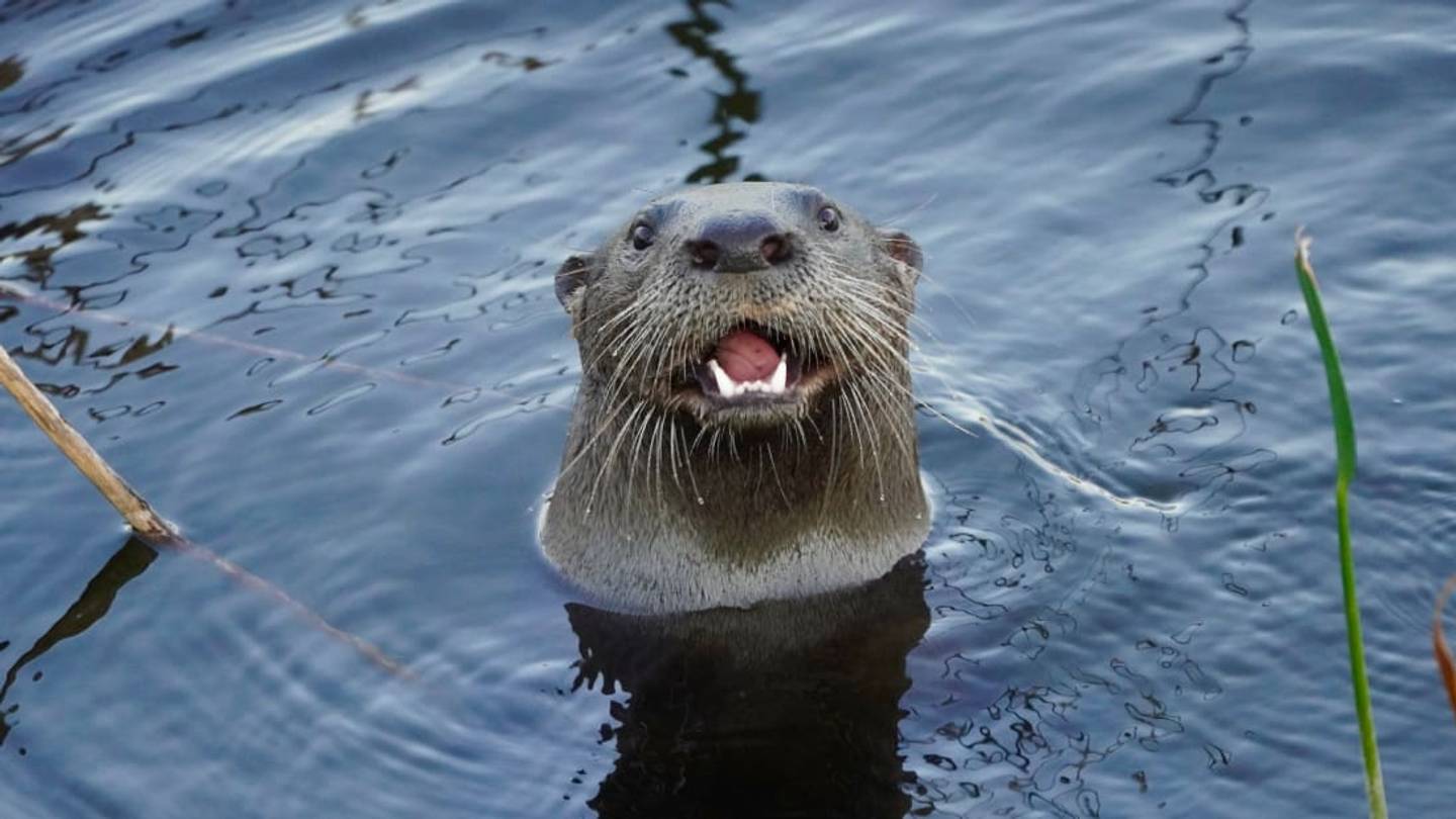 River Otters Are Attacking People in Alaska, and Experts Don't Know Why