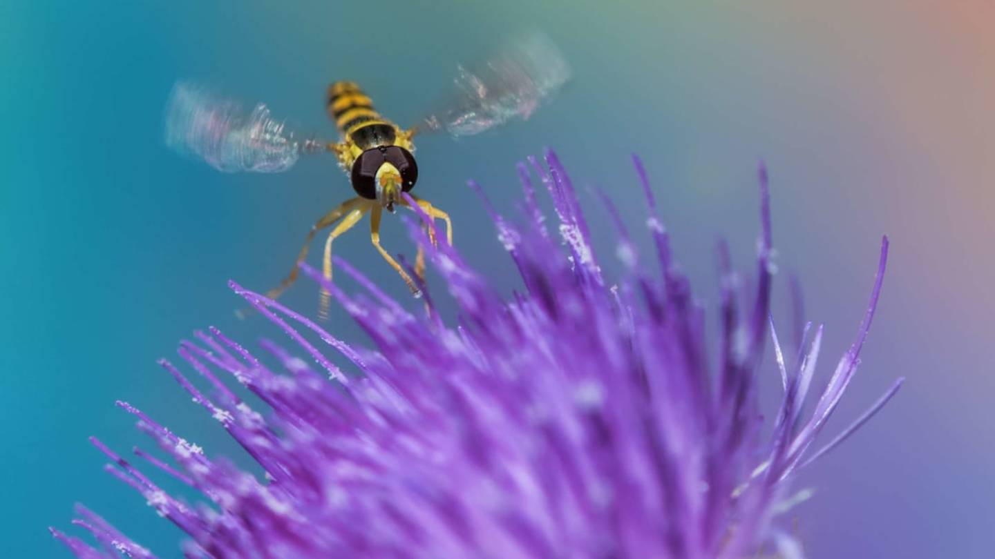 Watching 15 Common Insects Fly in Slow Motion Is Fascinating and Kind of Terrifying