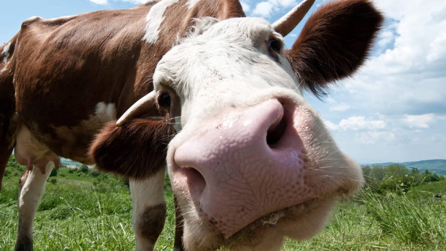 Good Moos: Cow Tipping Is a Myth