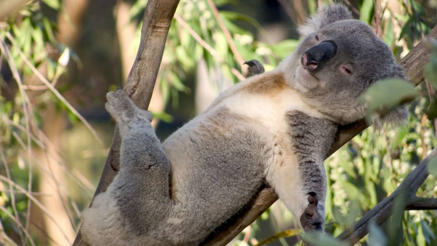 Australia Is Vaccinating Hundreds of Its Koalas Against Chlamydia