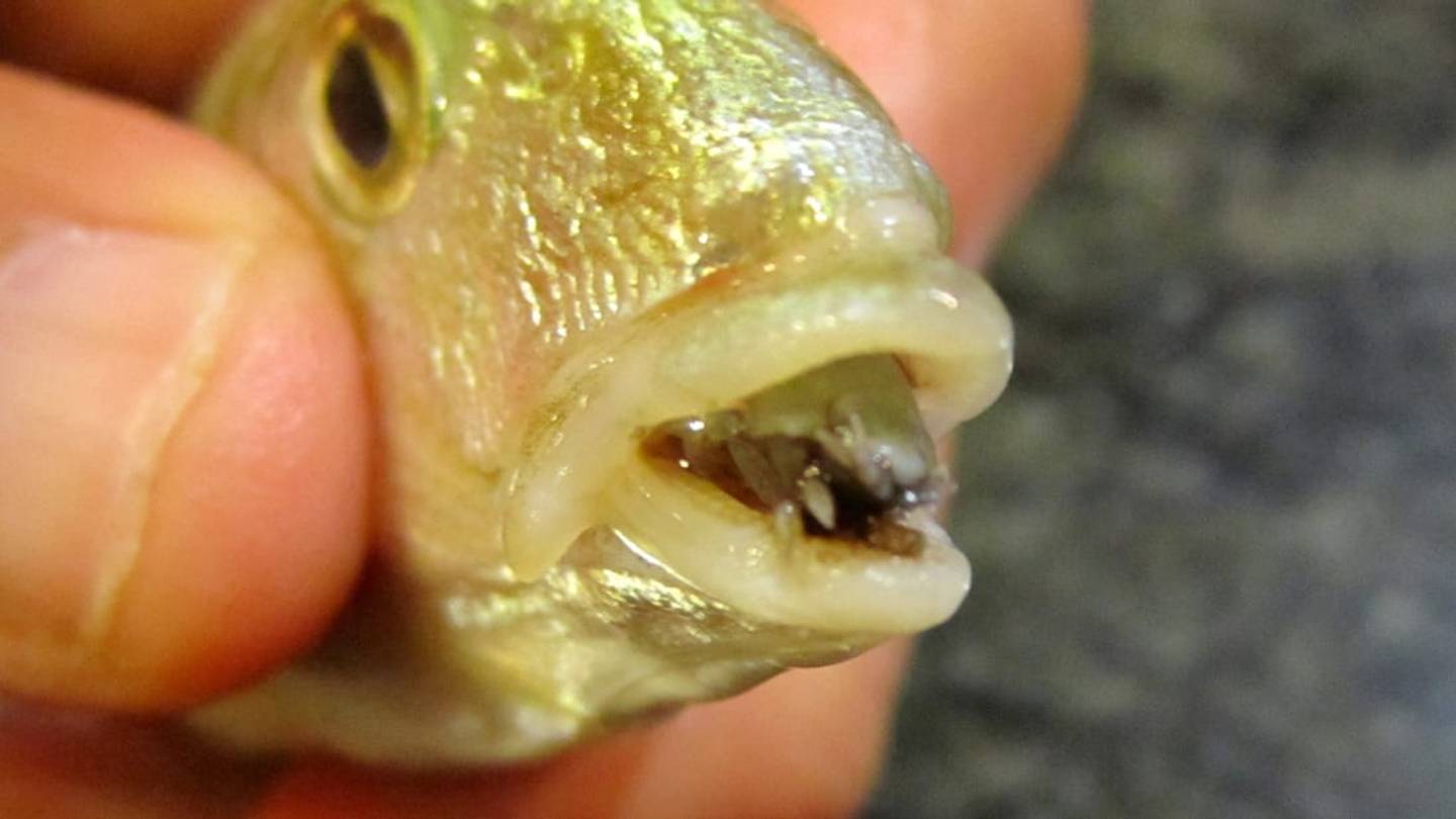 Meet the Tongue-Eating Louse, Which Does Exactly What You Think It Does